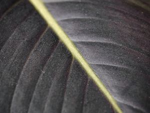 Preview wallpaper leaf, macro, veins, stripes, lines