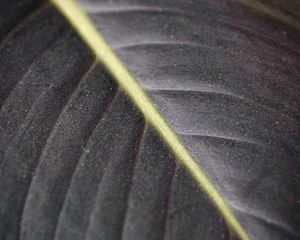 Preview wallpaper leaf, macro, veins, stripes, lines