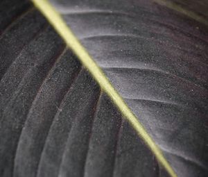 Preview wallpaper leaf, macro, veins, stripes, lines