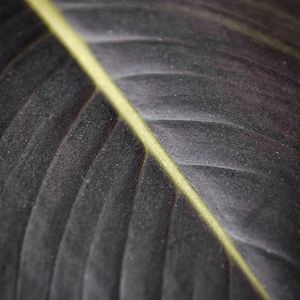 Preview wallpaper leaf, macro, veins, stripes, lines