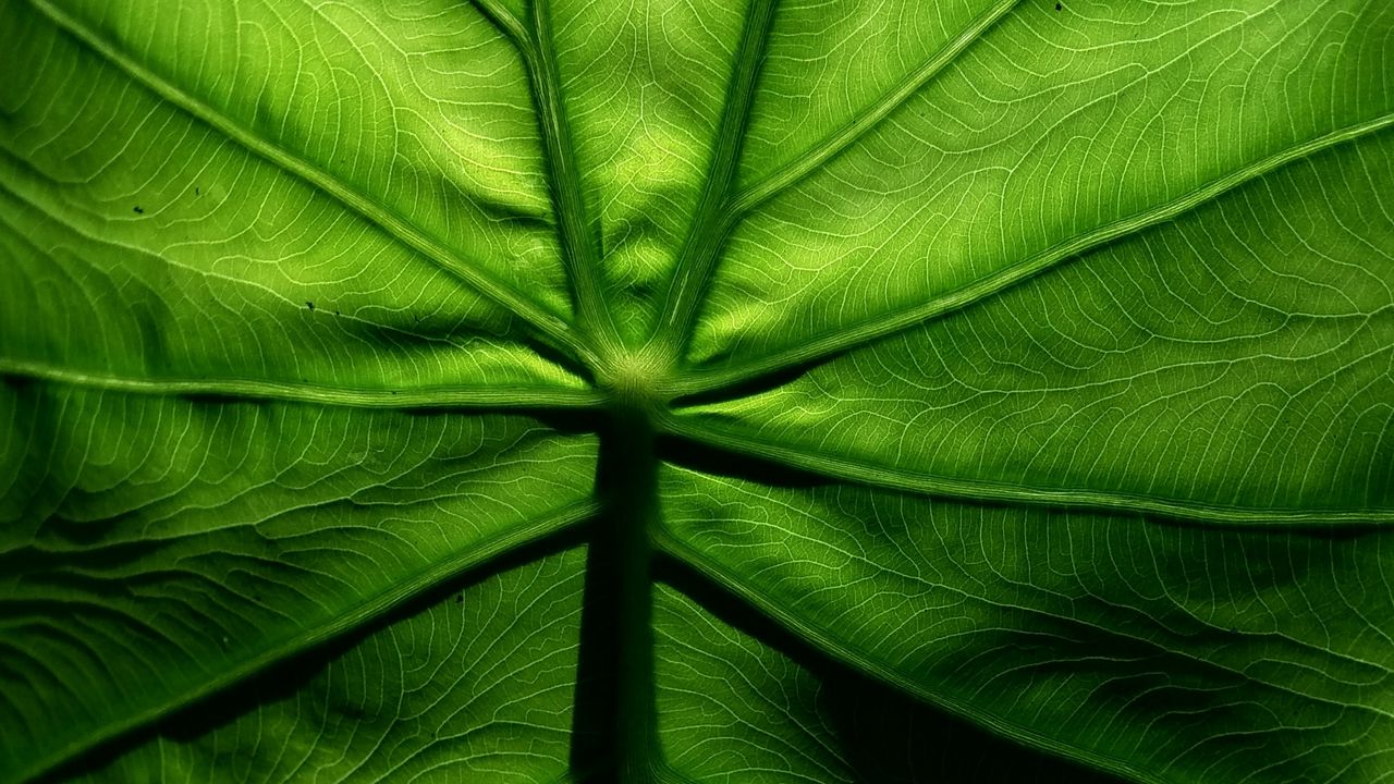 Wallpaper leaf, macro, veins, surface, green
