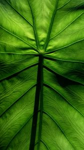 Preview wallpaper leaf, macro, veins, surface, green