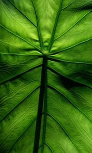 Preview wallpaper leaf, macro, veins, surface, green