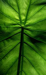Preview wallpaper leaf, macro, veins, surface, green
