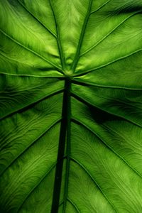 Preview wallpaper leaf, macro, veins, surface, green