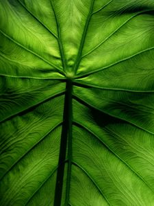 Preview wallpaper leaf, macro, veins, surface, green