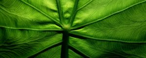 Preview wallpaper leaf, macro, veins, surface, green