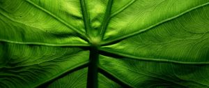 Preview wallpaper leaf, macro, veins, surface, green