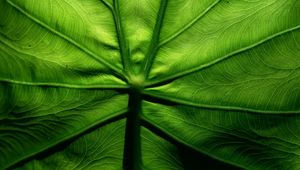 Preview wallpaper leaf, macro, veins, surface, green