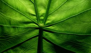 Preview wallpaper leaf, macro, veins, surface, green