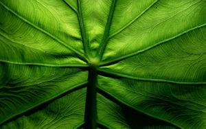 Preview wallpaper leaf, macro, veins, surface, green