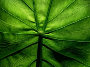 Preview wallpaper leaf, macro, veins, surface, green
