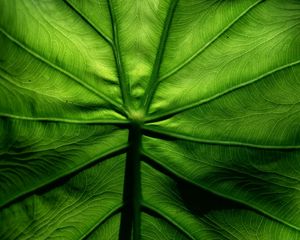 Preview wallpaper leaf, macro, veins, surface, green