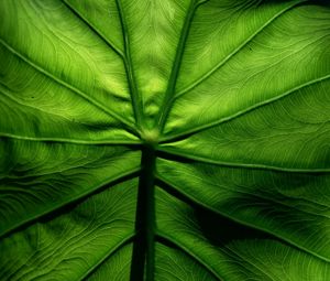 Preview wallpaper leaf, macro, veins, surface, green