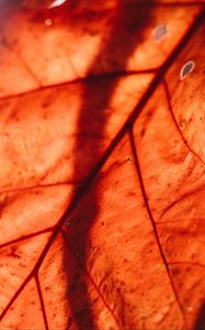Preview wallpaper leaf, macro, veins, brown, dry