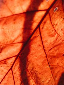 Preview wallpaper leaf, macro, veins, brown, dry