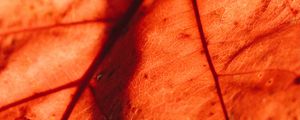Preview wallpaper leaf, macro, veins, brown, dry