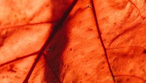 Preview wallpaper leaf, macro, veins, brown, dry