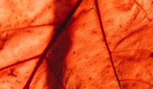 Preview wallpaper leaf, macro, veins, brown, dry