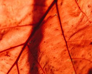 Preview wallpaper leaf, macro, veins, brown, dry