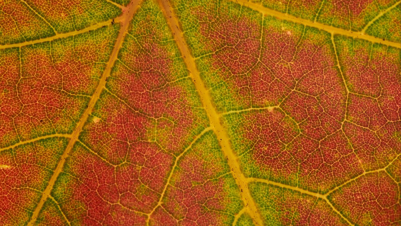 Wallpaper leaf, macro, veins, red, green