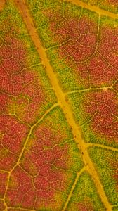 Preview wallpaper leaf, macro, veins, red, green