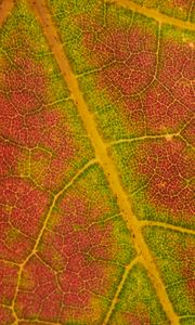 Preview wallpaper leaf, macro, veins, red, green
