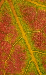 Preview wallpaper leaf, macro, veins, red, green
