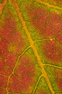 Preview wallpaper leaf, macro, veins, red, green