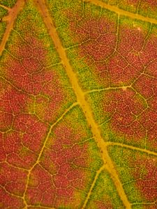 Preview wallpaper leaf, macro, veins, red, green