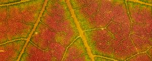 Preview wallpaper leaf, macro, veins, red, green