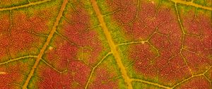 Preview wallpaper leaf, macro, veins, red, green