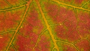 Preview wallpaper leaf, macro, veins, red, green