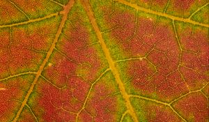 Preview wallpaper leaf, macro, veins, red, green