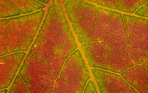 Preview wallpaper leaf, macro, veins, red, green