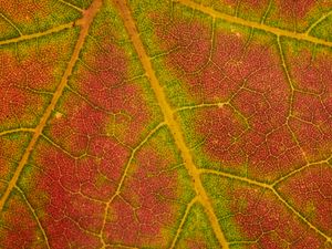 Preview wallpaper leaf, macro, veins, red, green