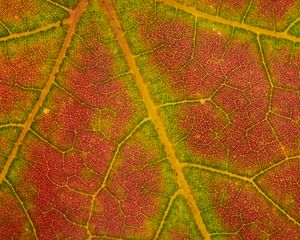 Preview wallpaper leaf, macro, veins, red, green