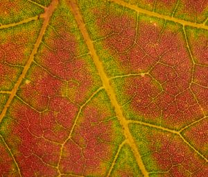 Preview wallpaper leaf, macro, veins, red, green