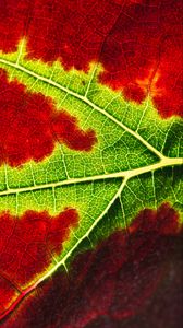 Preview wallpaper leaf, macro, veins, red
