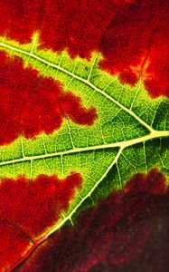 Preview wallpaper leaf, macro, veins, red