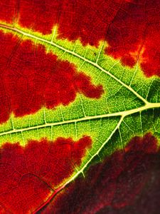Preview wallpaper leaf, macro, veins, red