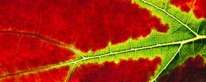 Preview wallpaper leaf, macro, veins, red