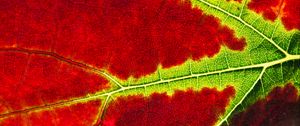 Preview wallpaper leaf, macro, veins, red