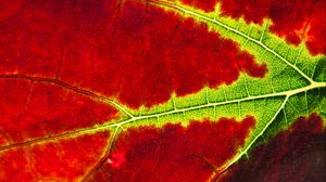 Preview wallpaper leaf, macro, veins, red