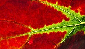 Preview wallpaper leaf, macro, veins, red