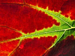 Preview wallpaper leaf, macro, veins, red
