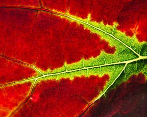 Preview wallpaper leaf, macro, veins, red