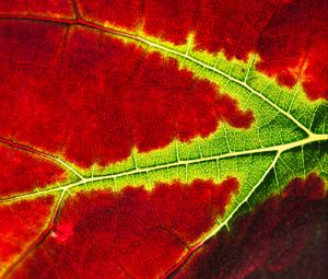 Preview wallpaper leaf, macro, veins, red