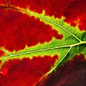 Preview wallpaper leaf, macro, veins, red