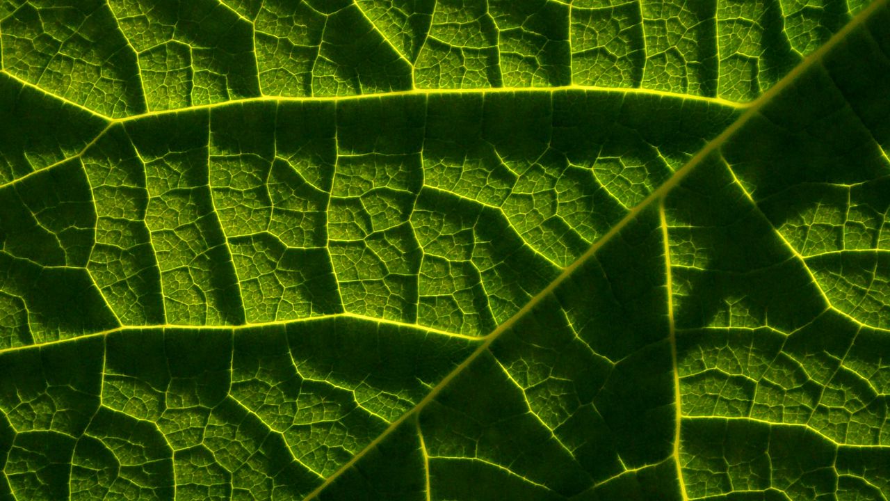 Wallpaper leaf, macro, veins, green, relief